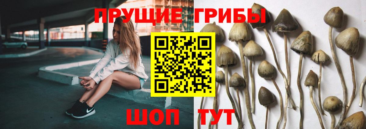 Галлюциногенные грибы Cubensis Ессентуки